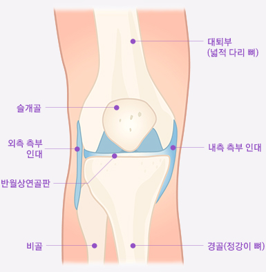 대퇴부(넓적 다리 뼈), 슬개골, 매니스커스, 내측 측부 인대, 외측 측부 인대, 비골, 경골(정강이 뼈)의 이미지